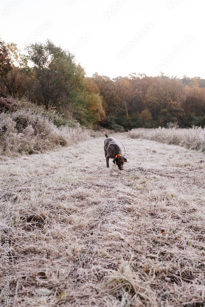 German Shorthaired Pointer Grouse Hunting