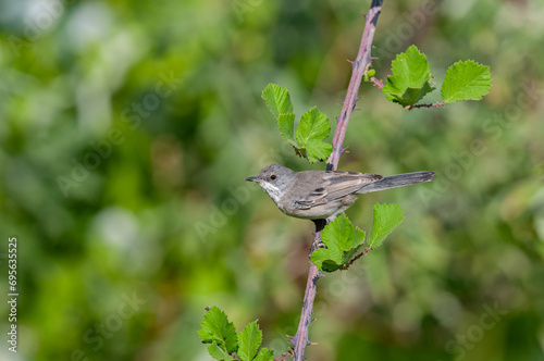 Lesser Whitethroat, Sylvia curruca on a blackberry branch. Blurred background. photo