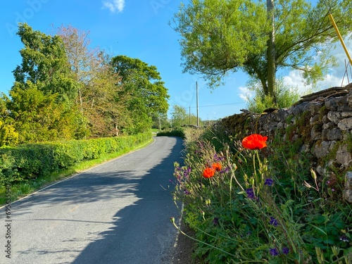 Poppies on, Church Road, next to a moss covered dry stone wall, with trees and a blue sky in, Threshfield, UK photo