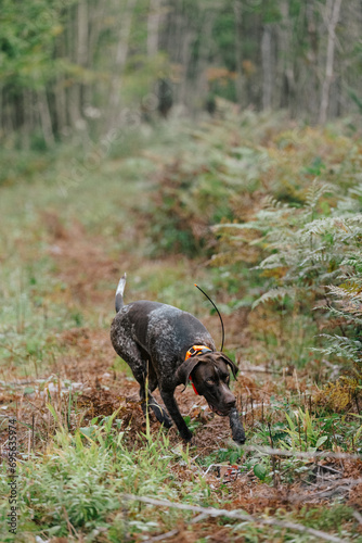 German Shorthaired Pointer Grouse Hunting