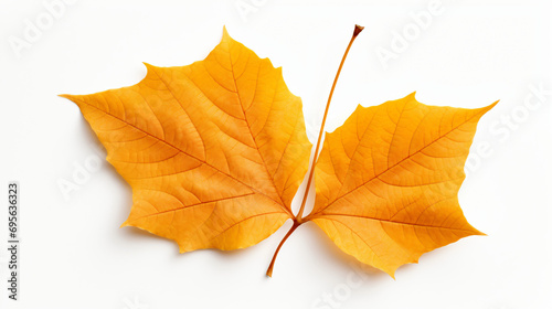 Autumn Leaf isolated on white background
