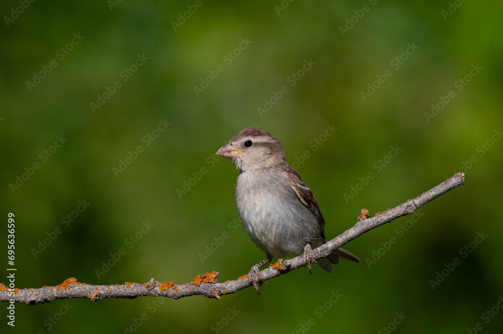 House sparrow, Passer domesticus, on a branch. Green background.