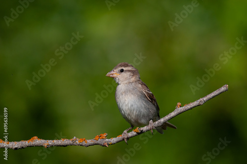 House sparrow, Passer domesticus, on a branch. Green background. © TAMER YILMAZ