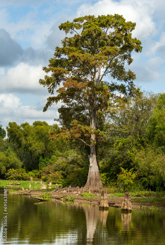 Fototapeta premium Large bald cypress trees in submerged land seen in calm waters of the bayou of Atchafalaya Basin near Baton Rouge Louisiana