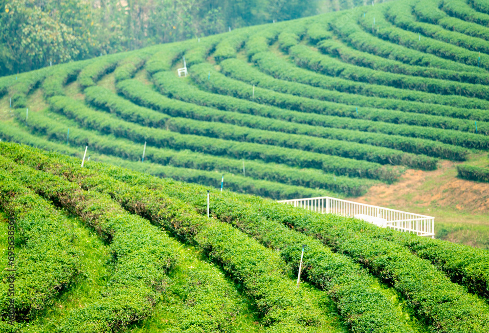 Curved rows of plants at a Tea Plantation,in the hills of Northern Thailand.
