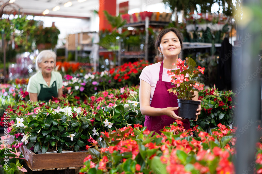 Smiling middle-aged saleswoman holding big begonia in flower pot in open-air plants market