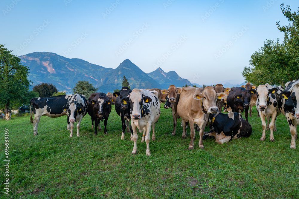 Cows are grazing on Alpine meadow. Cattle pasture in a grass field. Angus cattle.