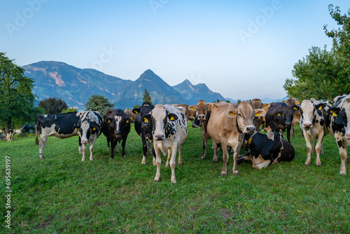 Cows are grazing on Alpine meadow. Cattle pasture in a grass field. Angus cattle.