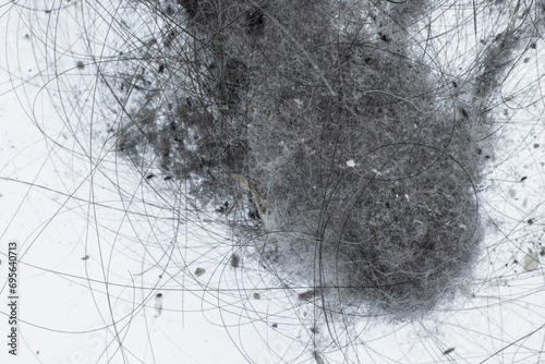 Dust and Dirt on a White Floor. Dirty Floor under Bed. Ball of Dust. Gray Dust Bunny, Hair, Animal Fur and Particles of Dirt on a White Background. Under Bed Floor Duster. Untidiness House.