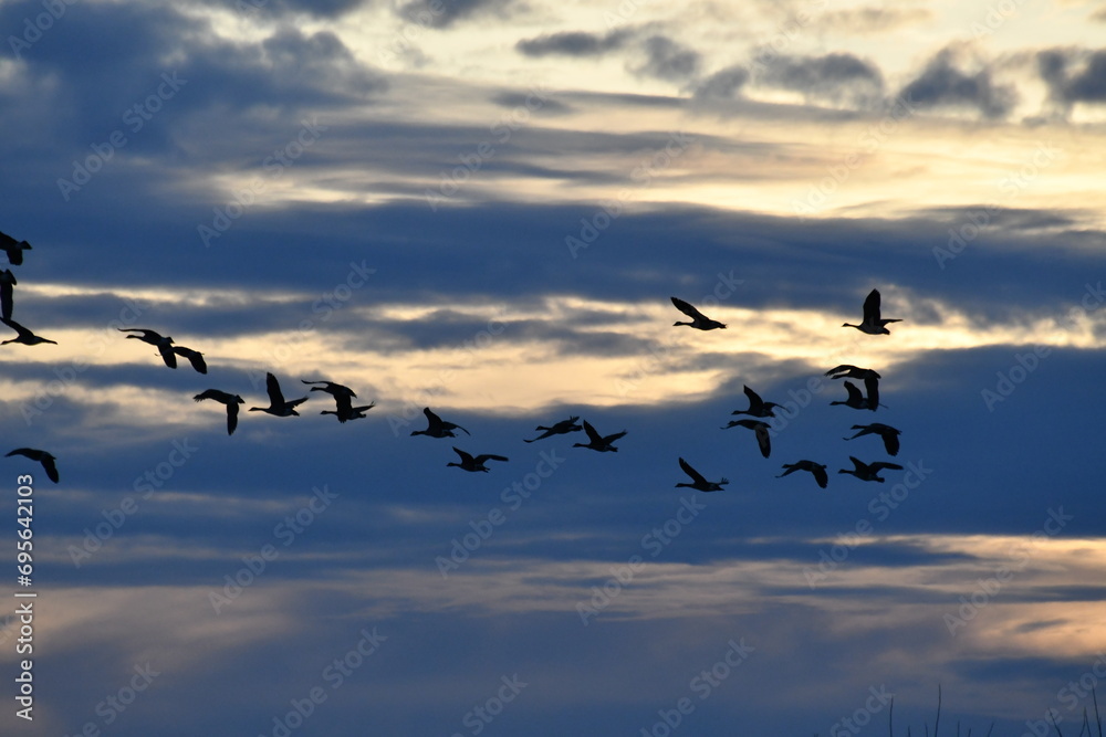 Flock of Geese in a Cloudy Sunset Sky