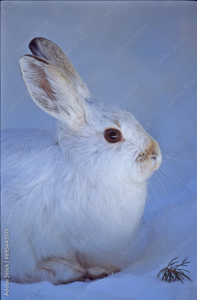 Snowshoe Hare Portrait