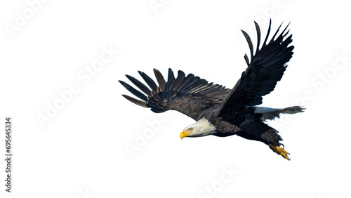 Flying Bald Eagle Close-Up - Transparent Background photo