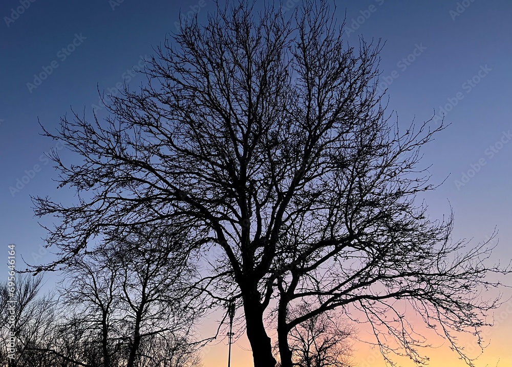 silhouette of a tree at sunset