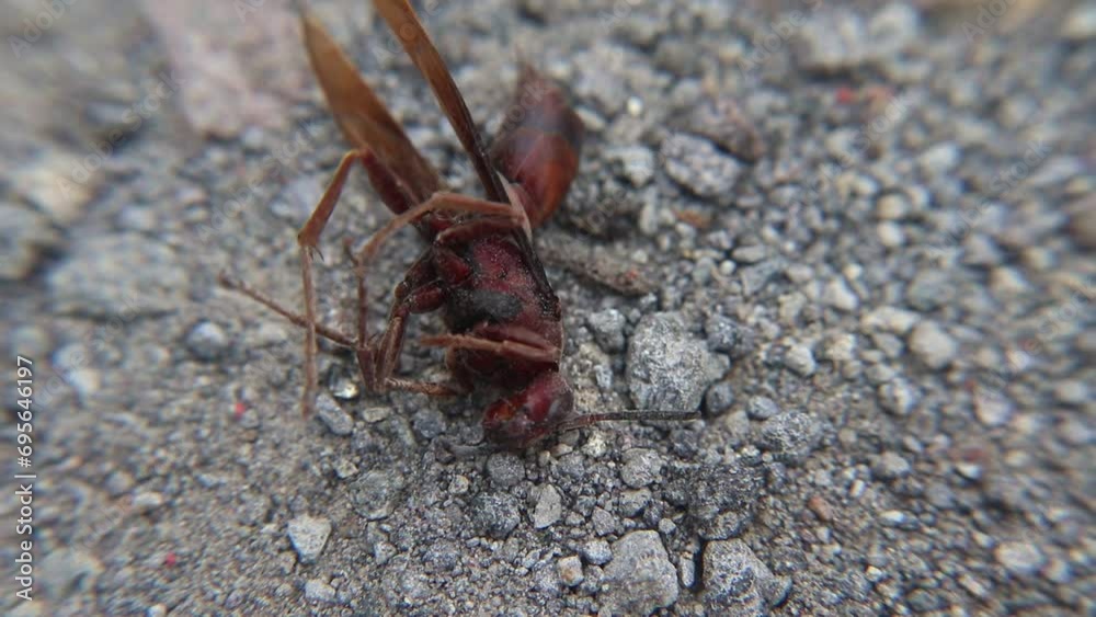 A brown wasp (Vespula germanica) is struggling and dying inside a house after being exposed to insecticide. The chemical has weakened its vital functions, leaving it in a critical state A brown wasp (Vespula germanica) is struggling and dying inside a house after being exposed to insecticide. The chemical has weakened its vital functions, leaving it in a critical state