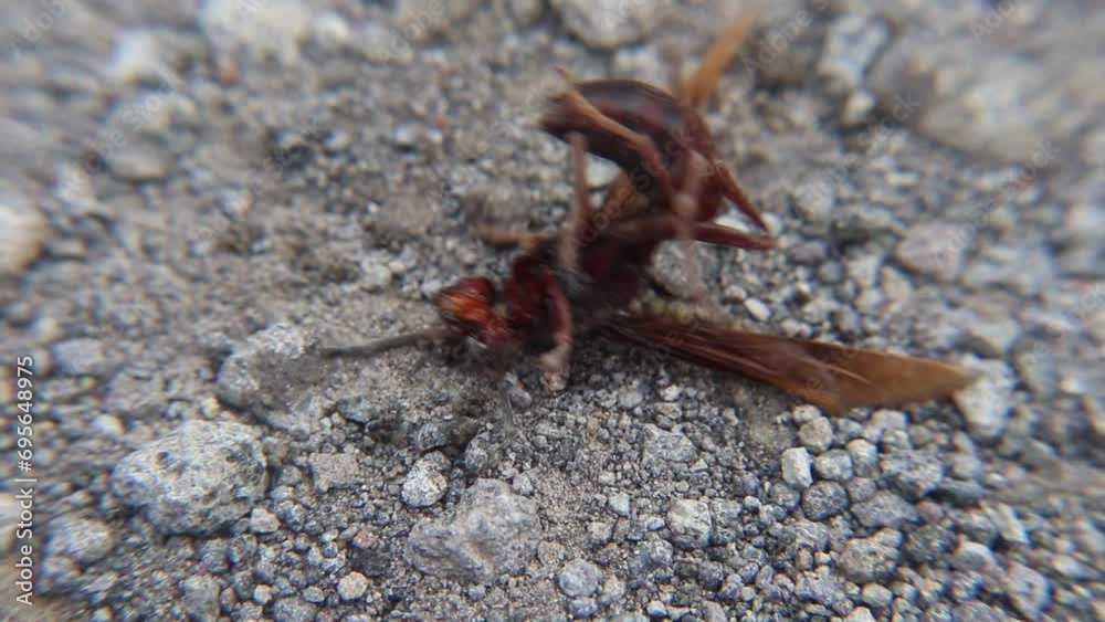 A brown wasp (Vespula germanica) is struggling and dying inside a house after being exposed to insecticide. The chemical has weakened its vital functions, leaving it in a critical state A brown wasp (Vespula germanica) is struggling and dying inside a house after being exposed to insecticide. The chemical has weakened its vital functions, leaving it in a critical state