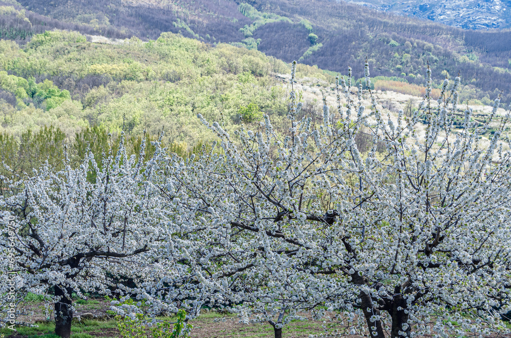 Cherry blossoms in the Jerte Valley, Spain Cherry blossoms in the Jerte Valley, Spain