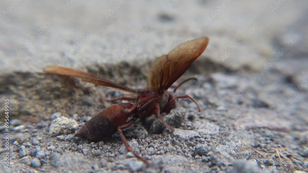 A brown wasp (Vespula germanica) is struggling and dying inside a house after being exposed to insecticide. The chemical has weakened its vital functions, leaving it in a critical state A brown wasp (Vespula germanica) is struggling and dying inside a house after being exposed to insecticide. The chemical has weakened its vital functions, leaving it in a critical state