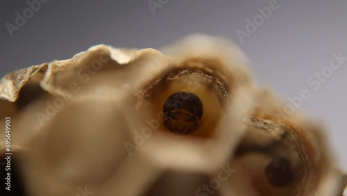 Video shows a nest of brown paper wasps (Polistes dominula) with larvae inside. The nest is constructed from paper-like material, and the larvae are visible in their chambers, developing into adult wa photo