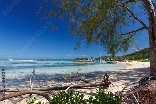 beach and trees