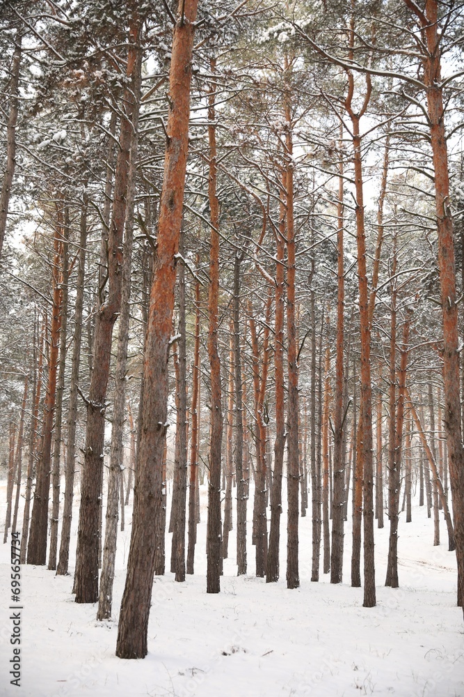 Beautiful forest covered with snow in winter Beautiful forest covered with snow in winter