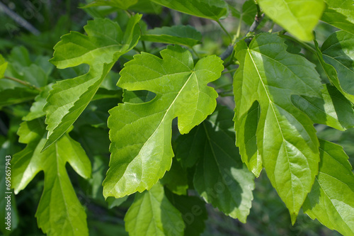 Glossy Mulberry leaves that grow naturally in the sun. photo