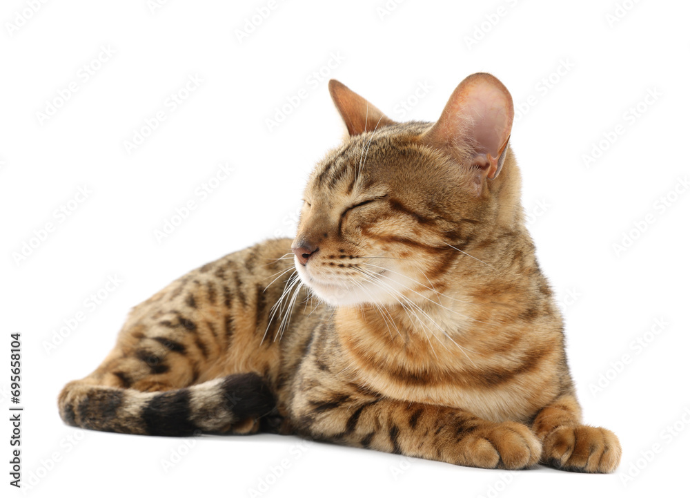 Cute Bengal cat on white background. Adorable pet