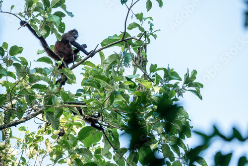 Spider monkey with baby in tree