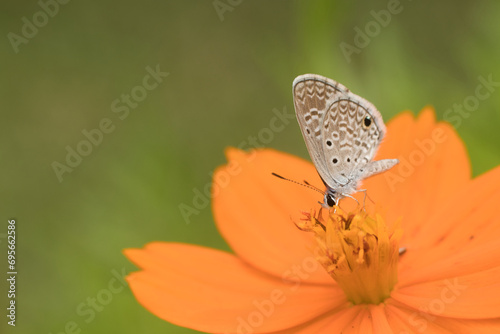 flor borboleta photo