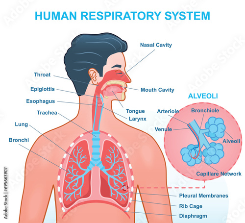 Human Respiratory System Anatomy