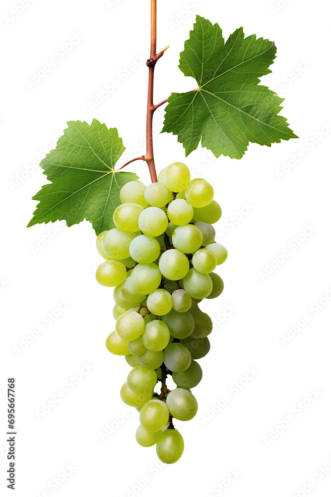 bunch of green grapes isolated on white. Png file bunch of green grapes isolated on white. Png file