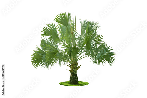 Obraz na plátně Bismarckia palm trees