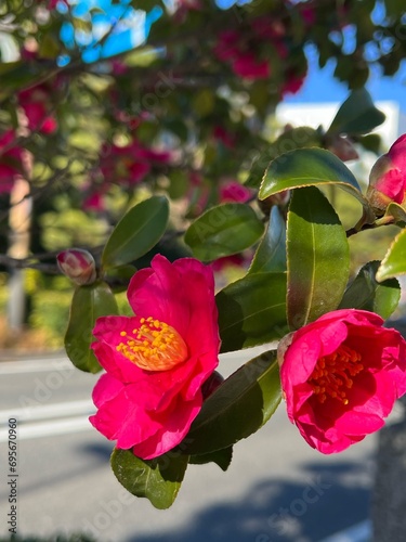 咲いたばかりの山茶花の花、日差しの下の山茶花、咲き始めた山茶花、冬の花