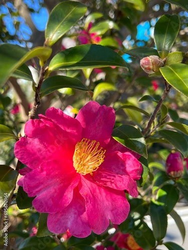咲いたばかりの山茶花の花、日差しの下の山茶花、咲き始めた山茶花、冬の花