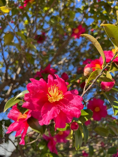咲いたばかりの山茶花の花、日差しの下の山茶花、咲き始めた山茶花、冬の花
