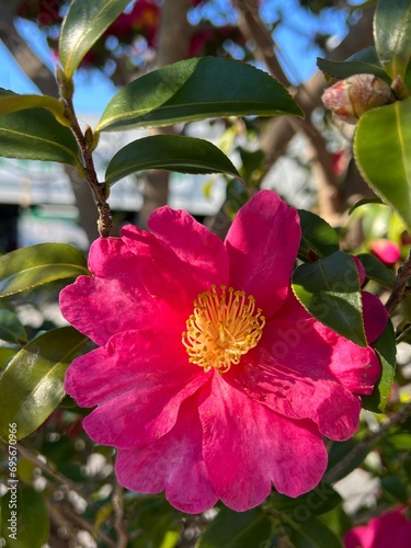 咲いたばかりの山茶花の花、日差しの下の山茶花、咲き始めた山茶花、冬の花