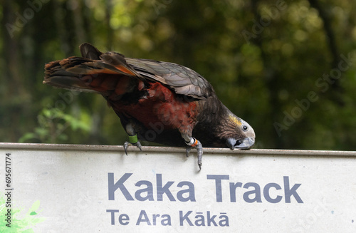 Brown parrot / kākā (Nestor meridionalis) on a track sign named for the bird in Dunedin, New Zealand. photo