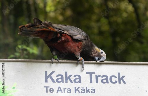Brown parrot / kākā (Nestor meridionalis) on a track sign named for the bird in Dunedin, New Zealand.