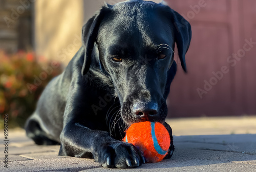 Black Labrador playing ball in Arizona at Golden Hour