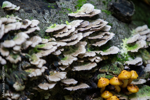 Mushrooms seen alongside a hiking trail in Ontario.