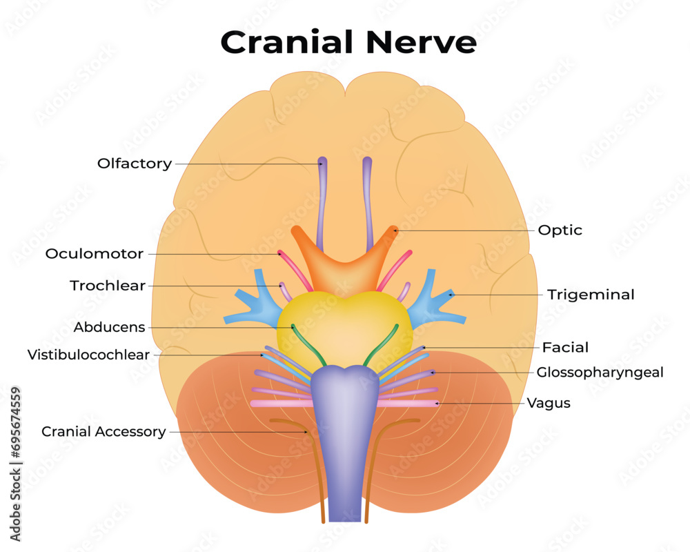Cranial Nerve Science Design Vector Illustration Diagram - obrazy, fototapety, plakaty 