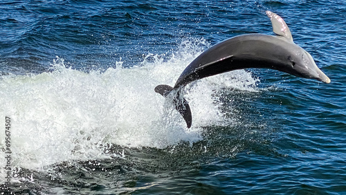Dolphin Jumping out of the Ocean in Sanibel Island Florida