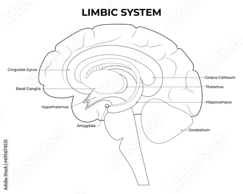 Limbic System Science Design Vector Illustration