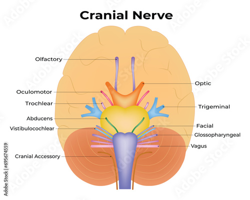 Cranial Nerve Science Design Vector Illustration Diagram photo