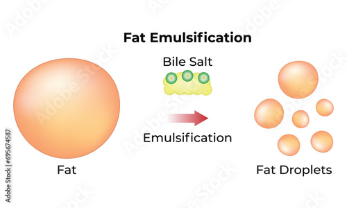 Fat Emulsification Science Design Vector Illustration