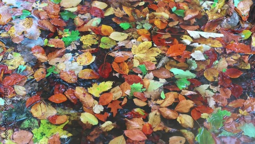 Water puddle in autumn with fallen leaves in rain in slow motion recorded at 4K at 120p photo