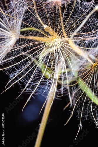 Abstract background screensaver closeup of dandelion flower and its seeds © PHTASH