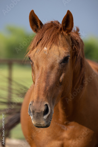 Horse Headshot © Terri Cage 