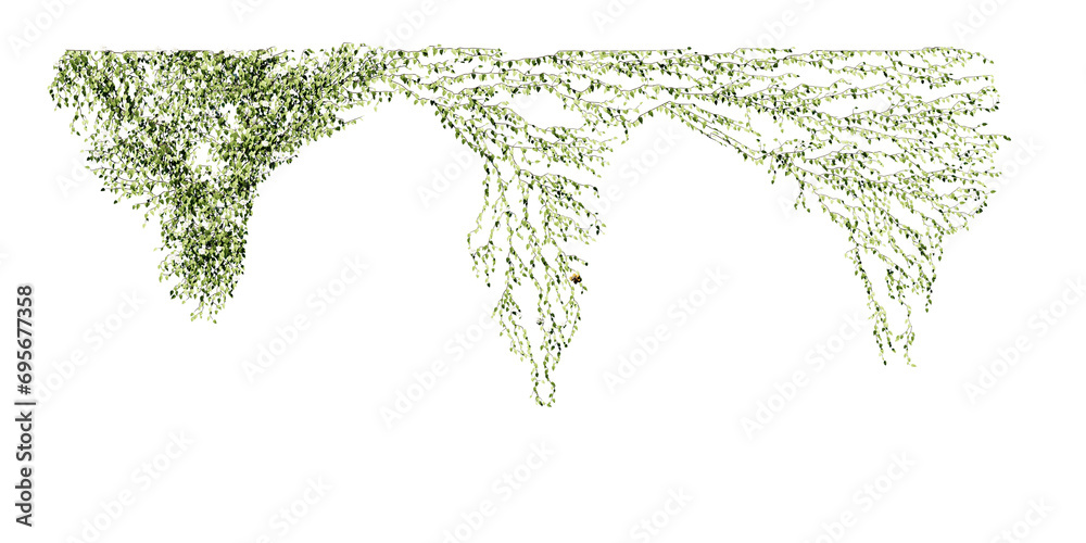 Fototapeta premium beautiful ivy green and flower 