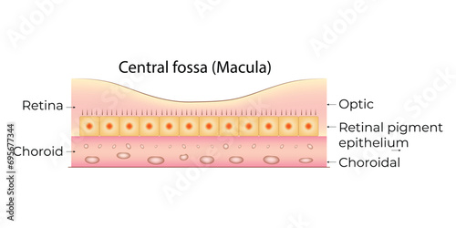 Central Fossa Macula Science Design Vector Illustration
