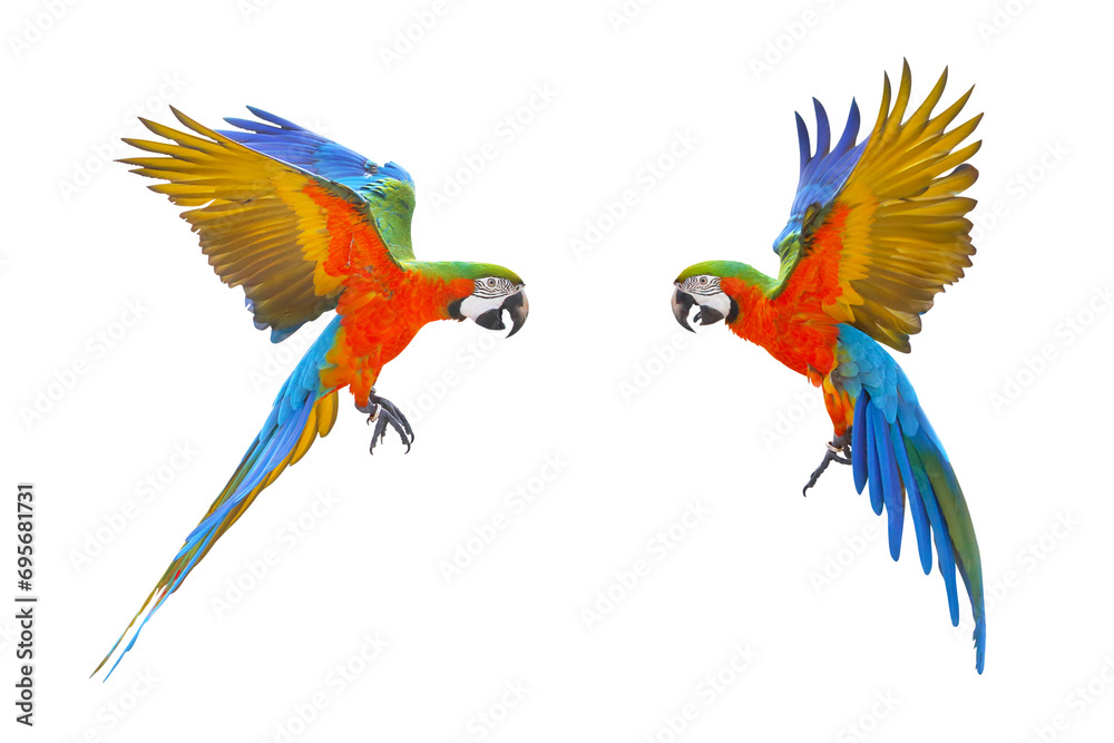 Colorful flying parrot isolated on transparent background png file Colorful flying parrot isolated on transparent background png file